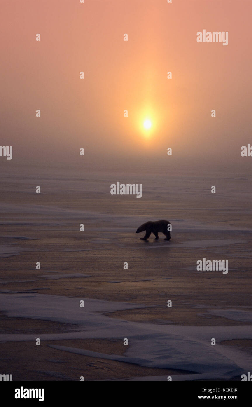 Polar Bear, Ursus maritimus,  walks across ice at sunset; Cape Churchill, Manitoba, Canada Stock Photo