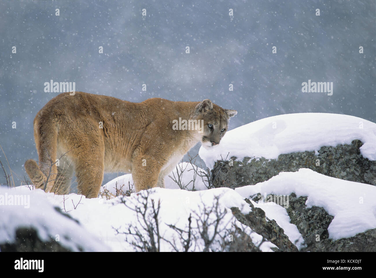 Cougar, Puma concolor, on rocky ledge in winter, Montana, USA Stock Photo