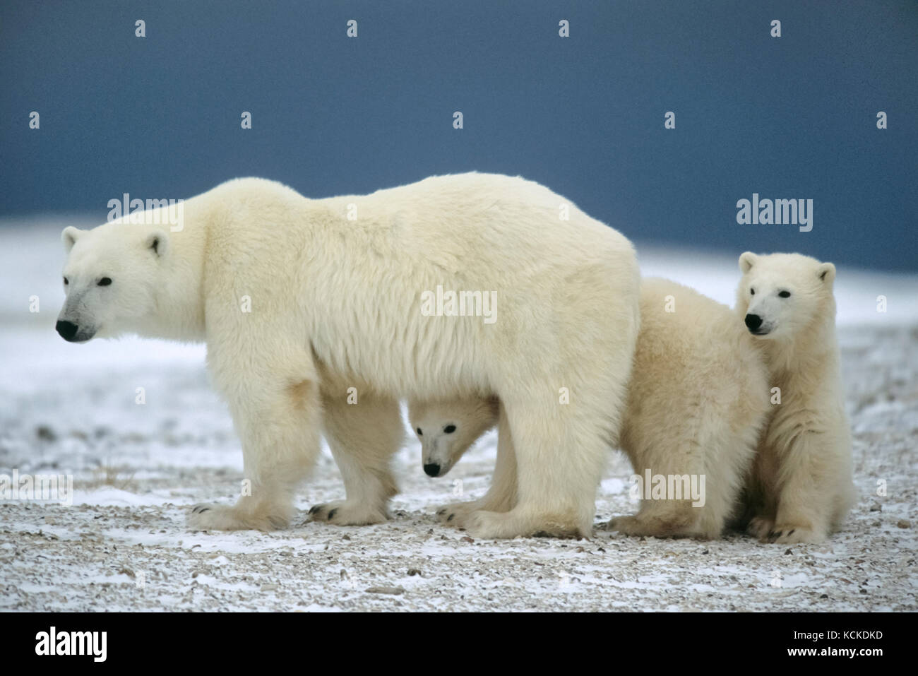 Cubs peek around mother polar bear, Ursus maritimus near Churchill, Manitoba, Canada Stock Photo