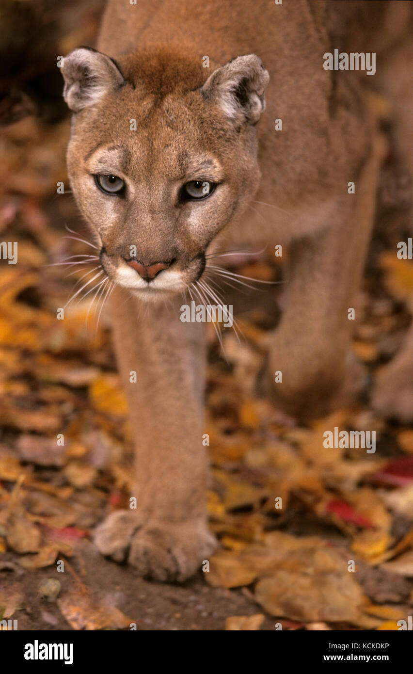 Adult cougar, Puma concolor, walks on autumn leaves, Montana, USA Stock Photo