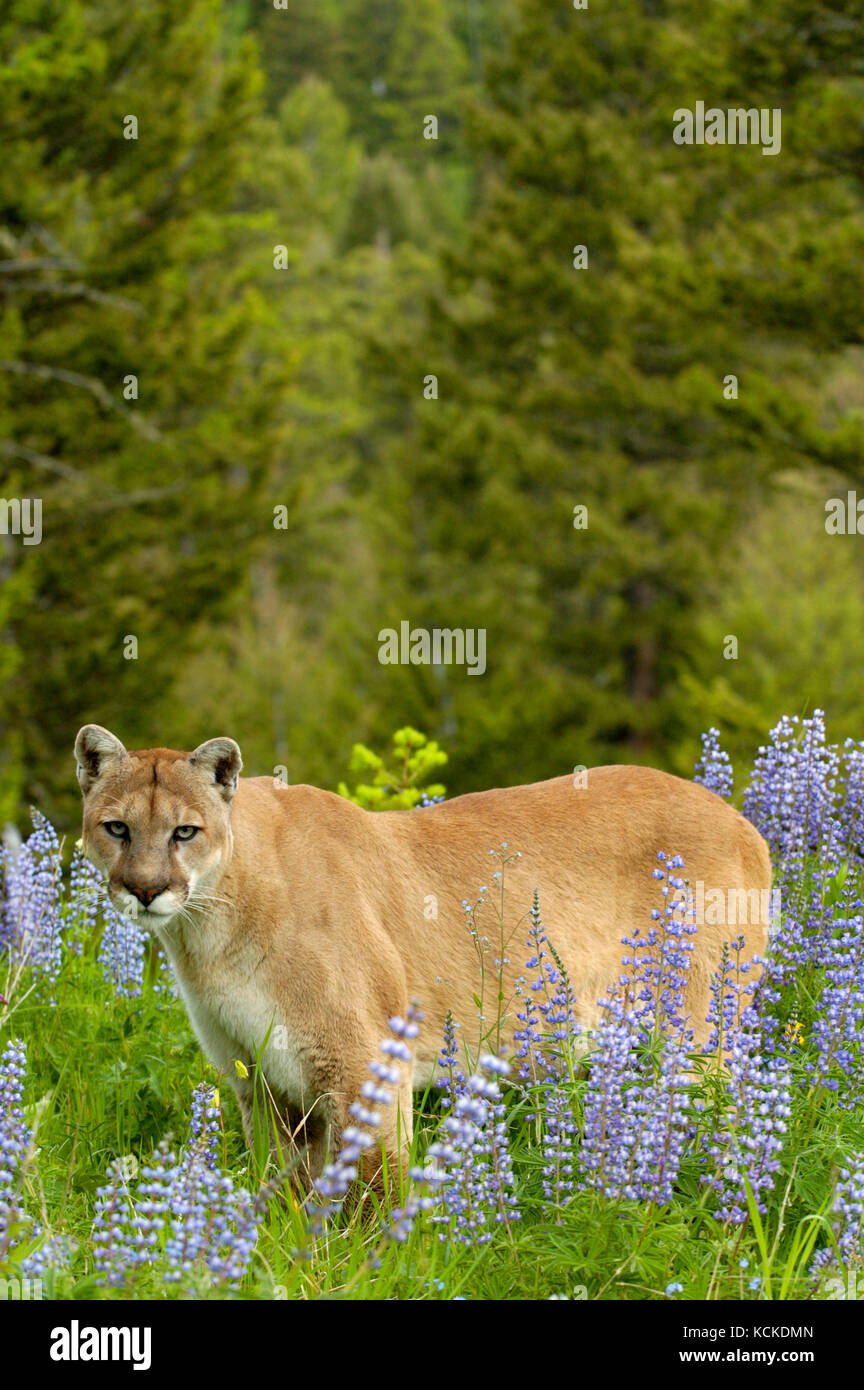 Cougar, Puma concolor, in lupines in spring foothills meadow, Montana, USA Stock Photo