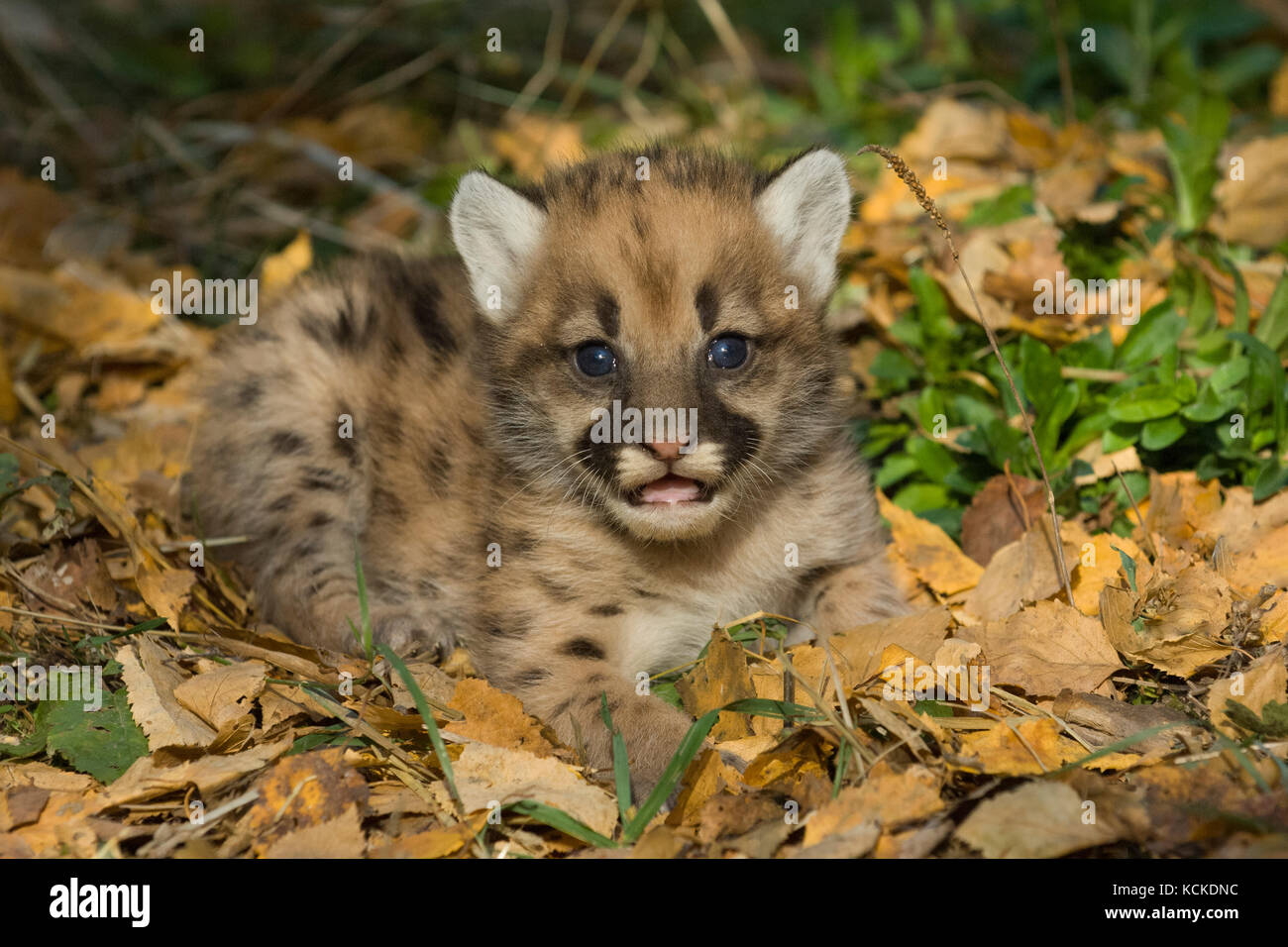 Very young Cougar kitten, Puma concolor, in autumn leaves, Montana, USA Stock Photo