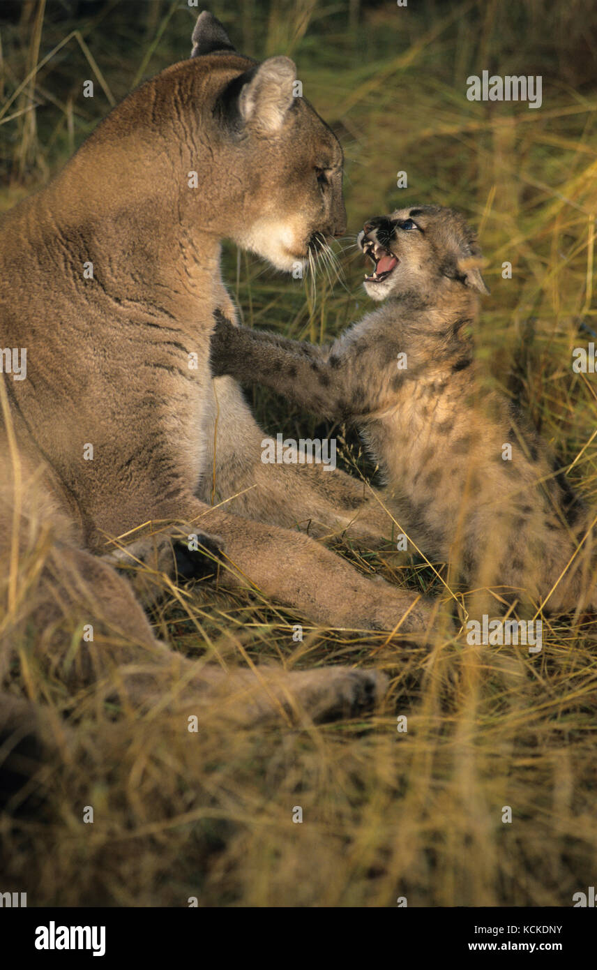 Cougar and snarling 2.5 month old kitten, Puma concolor, Montana, USA Stock Photo