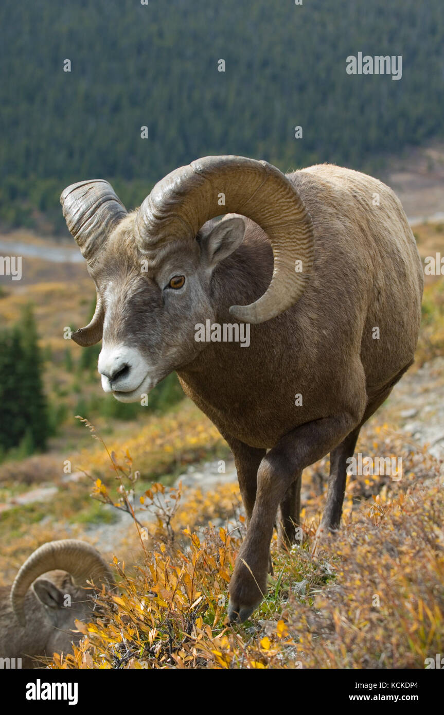 Bighorn Sheep ram, Ovis canadensis, Jasper National Park, Alberta, Canada Stock Photo
