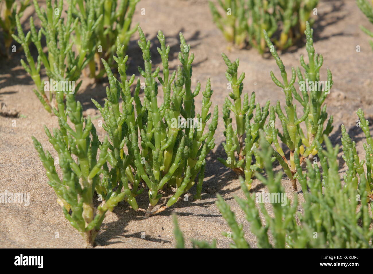 Samphire or glasswort, Salicornia europaea Stock Photo