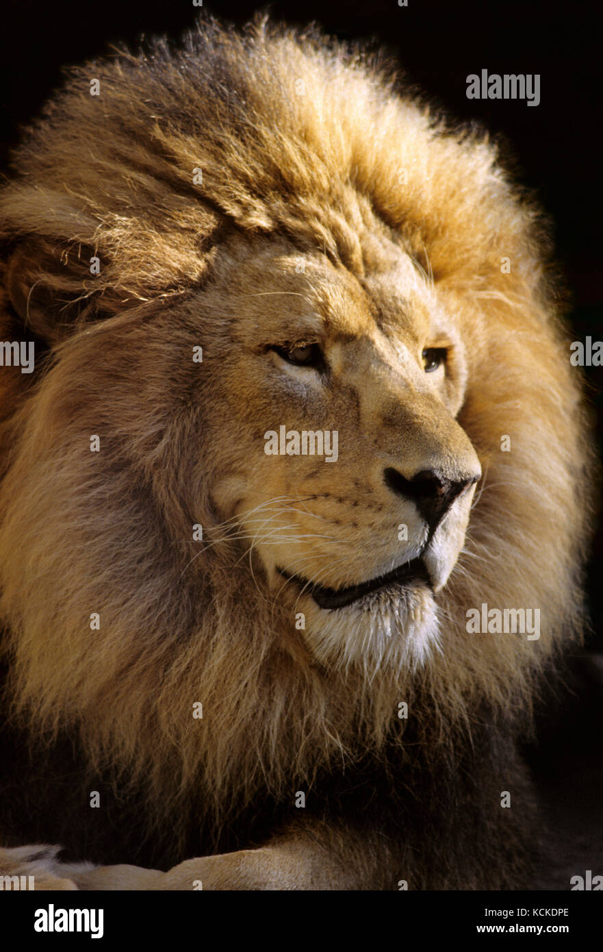 Male African Lion, Panthera leo, portrait Stock Photo - Alamy