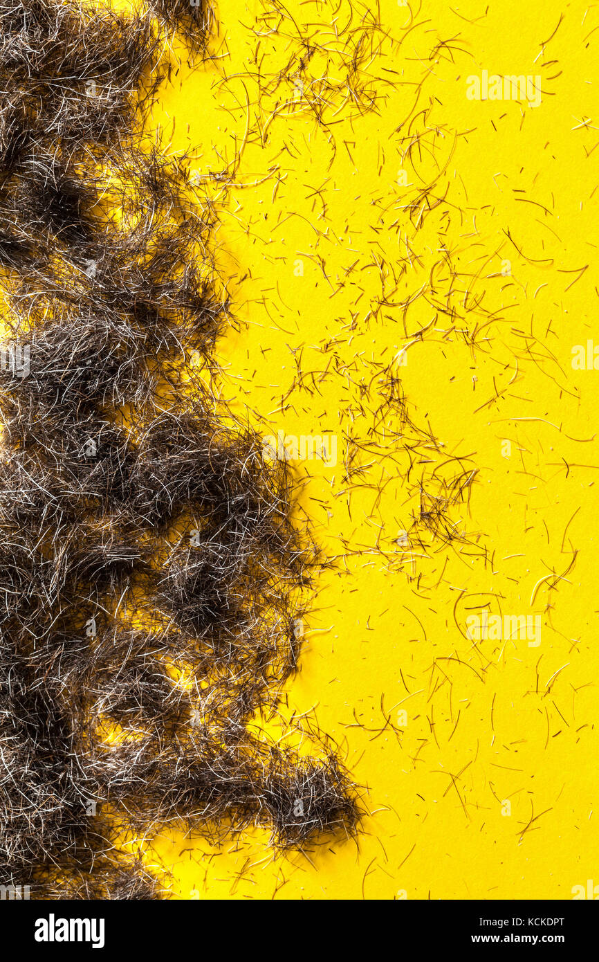 Beard hair clippings on a yellow floor from a barbers or hairdressers studio. Stock Photo