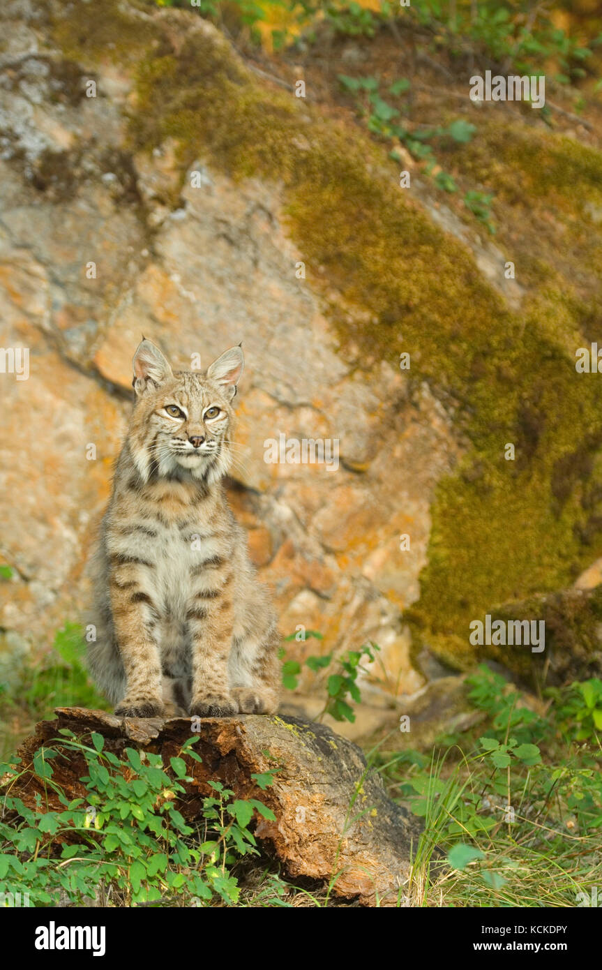 Bobcat, Felis rufus,  Montana, USA Stock Photo