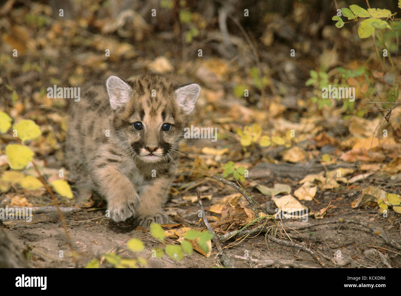 Cougar kitten, Puma concolor, 5 weeks old, Montana, USA Stock Photo