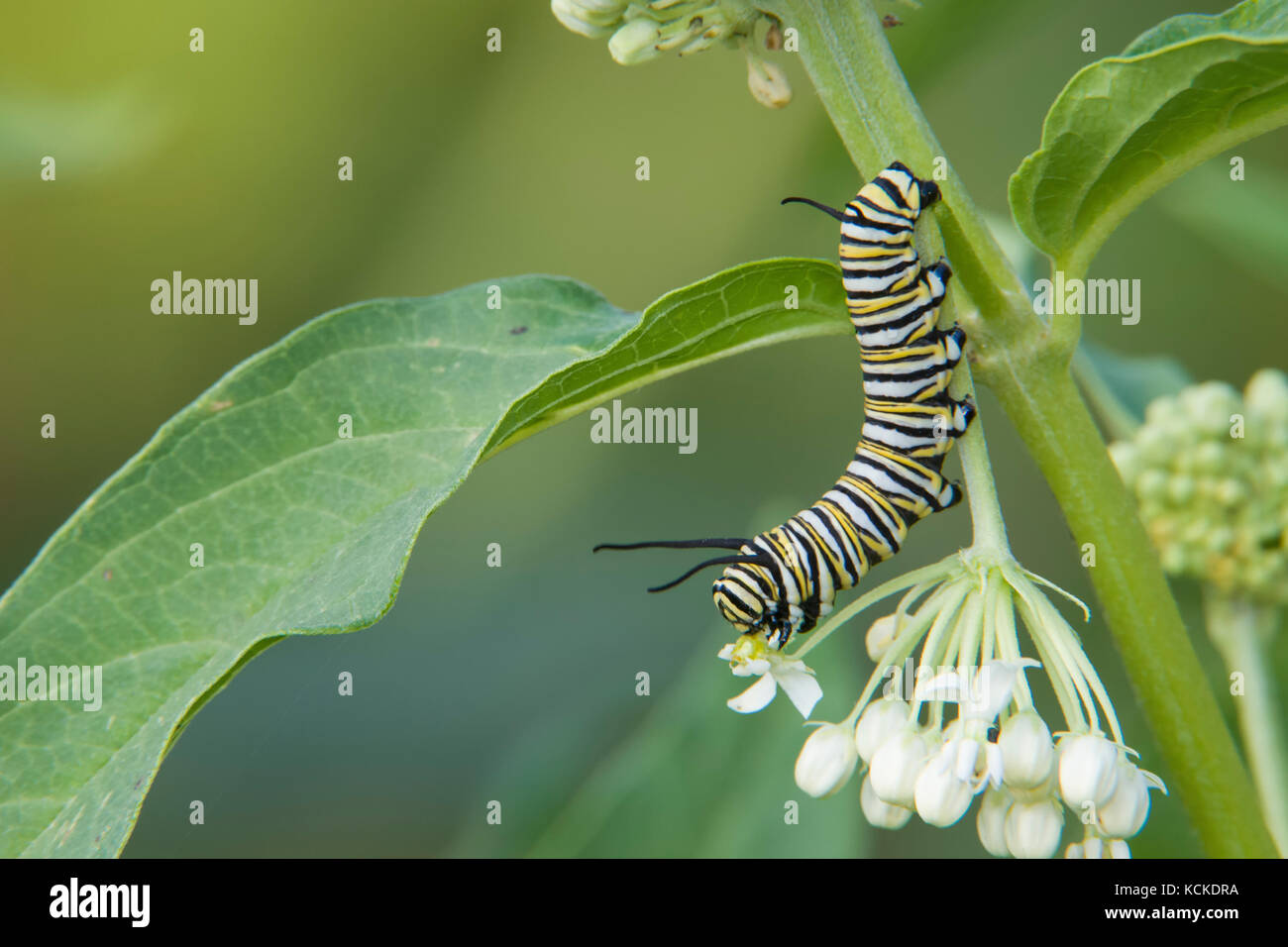 Monarch Butterfly caterpillar, Danaus plexippus, on milkweed, Asclepias sp., Warman, Saskatchewan, Canada Stock Photo