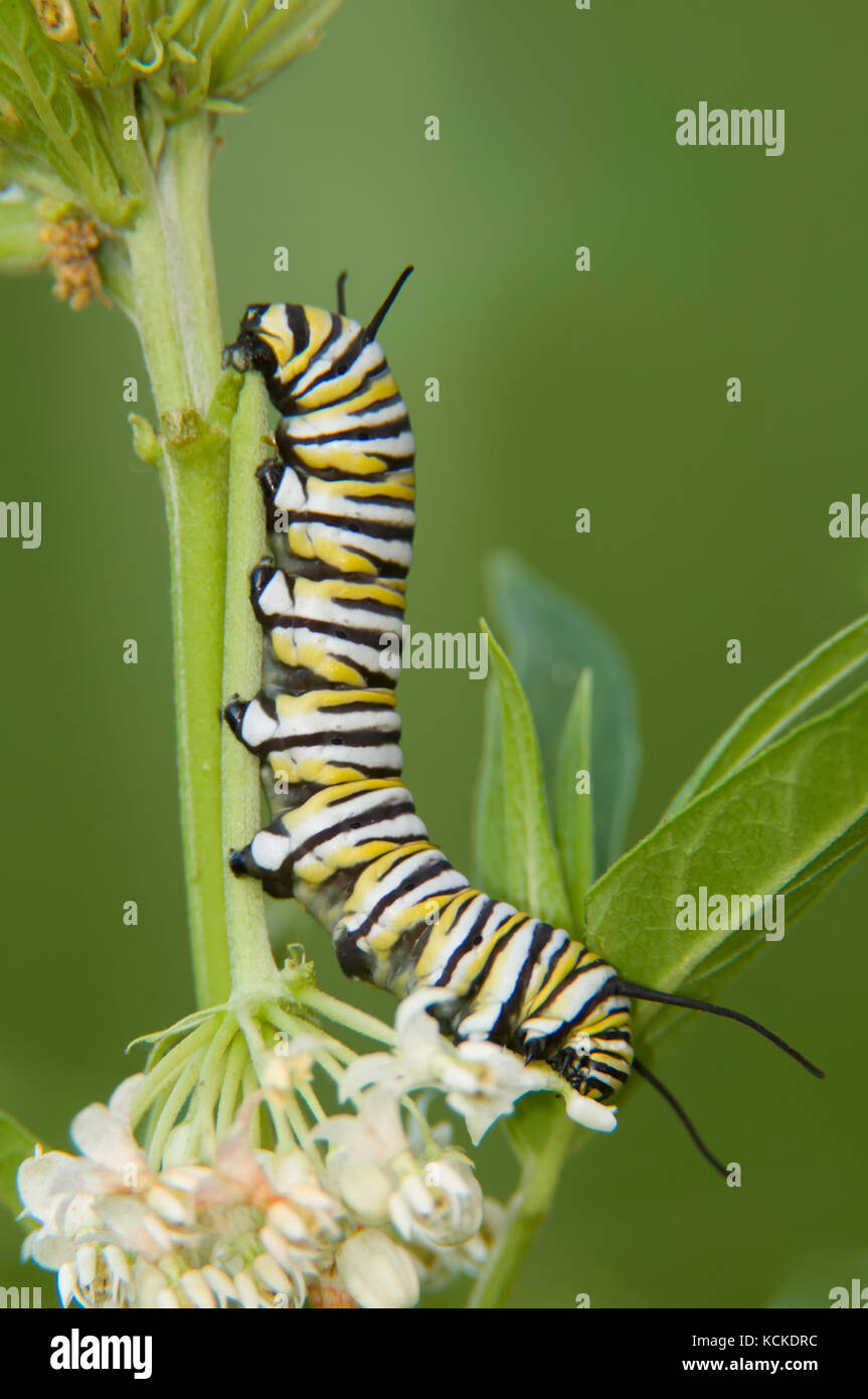 Monarch Butterfly caterpillar, Danaus plexippus, on milkweed, Asclepias sp., Warman, Saskatchewan, Canada Stock Photo