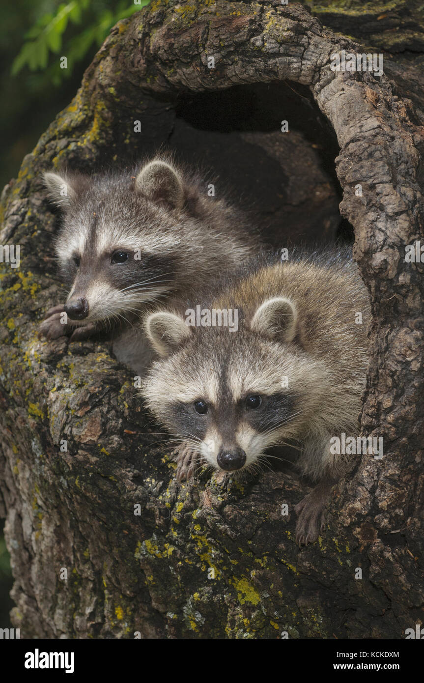 Young raccoons, Procyon lotor, in hollow stump, Montana, USA Stock Photo