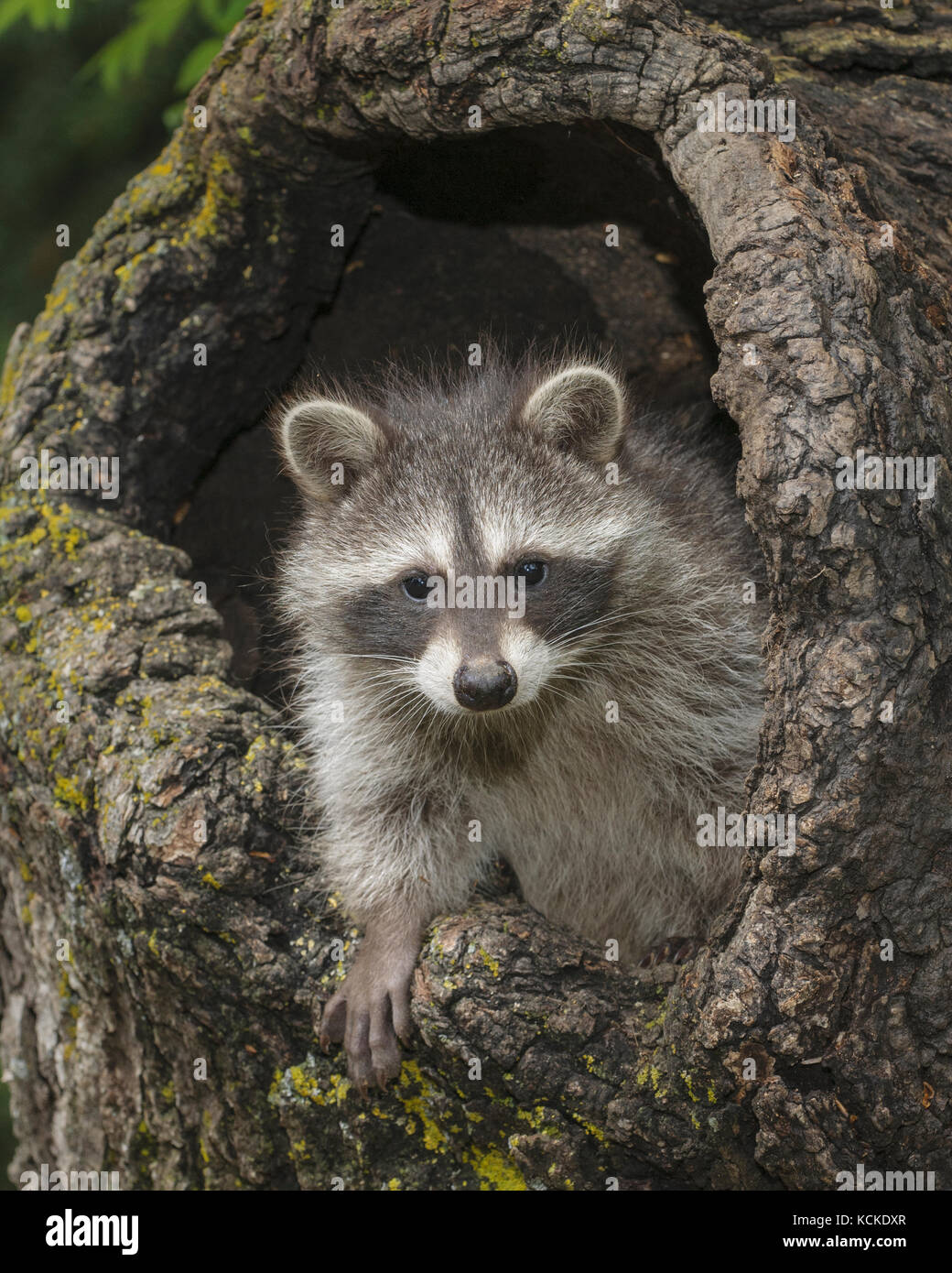 Young raccoon, Procyon lotor, in hollow stump, Montana, USA Stock Photo