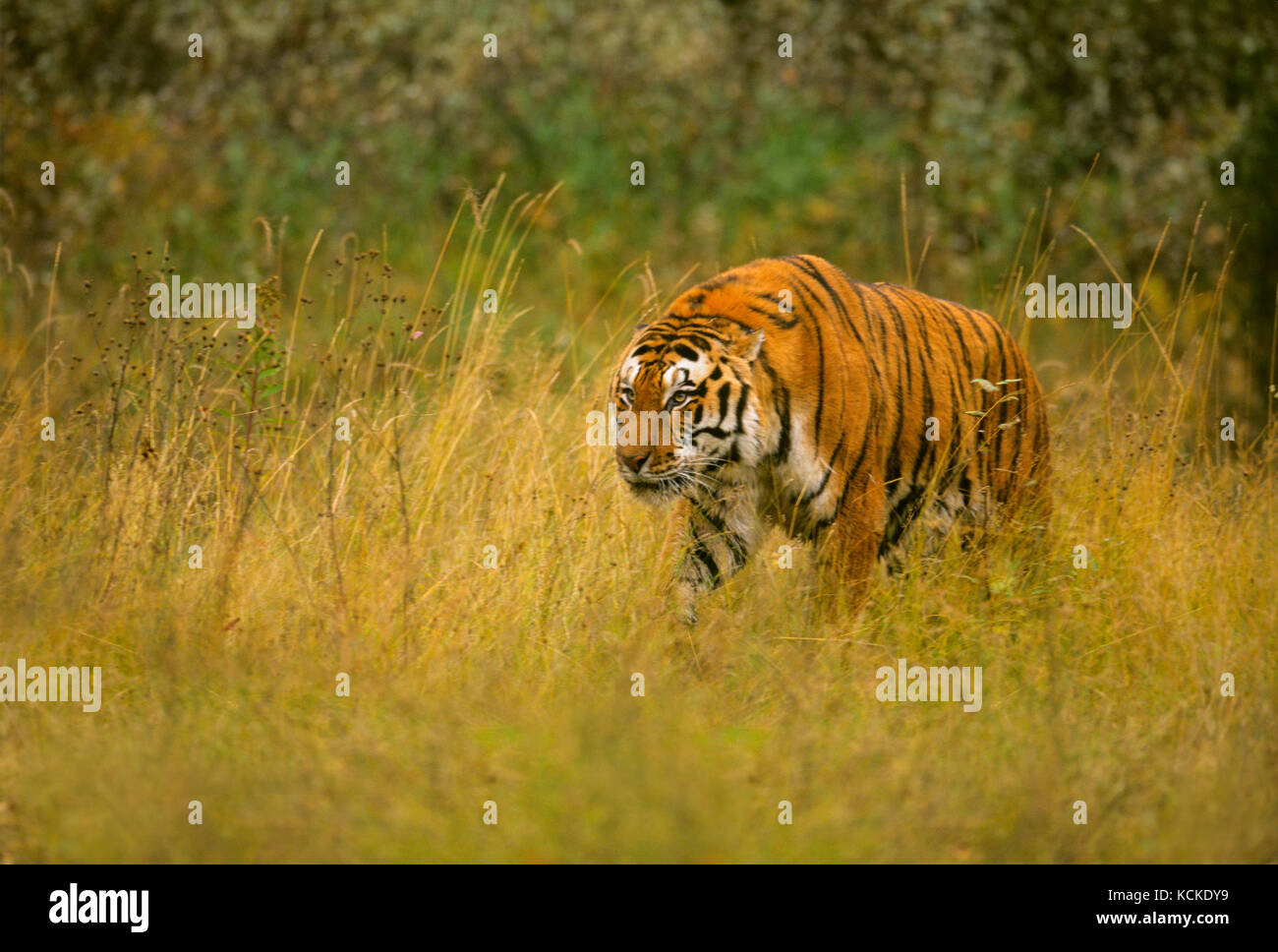 Adult Siberian Tiger, Panthera tigris altaica Stock Photo