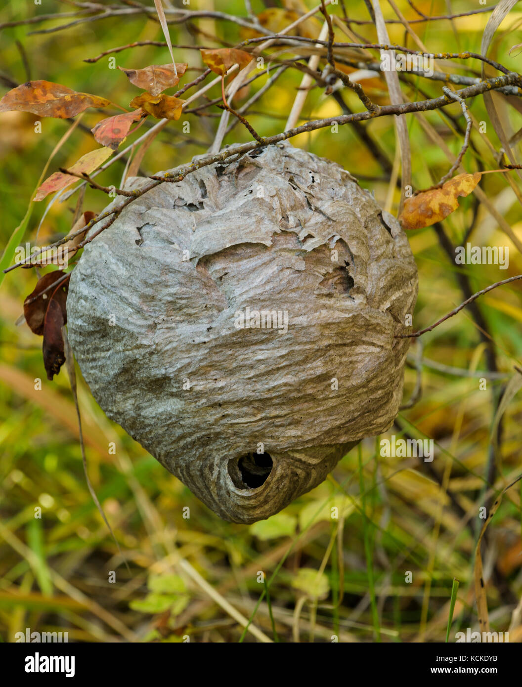 Nest of baldfaced hornet, Dolichovespula maculata, located about 1 meter (3 ft) above ground in brushy area.  Autumn near Kalispell, Montana. Stock Photo