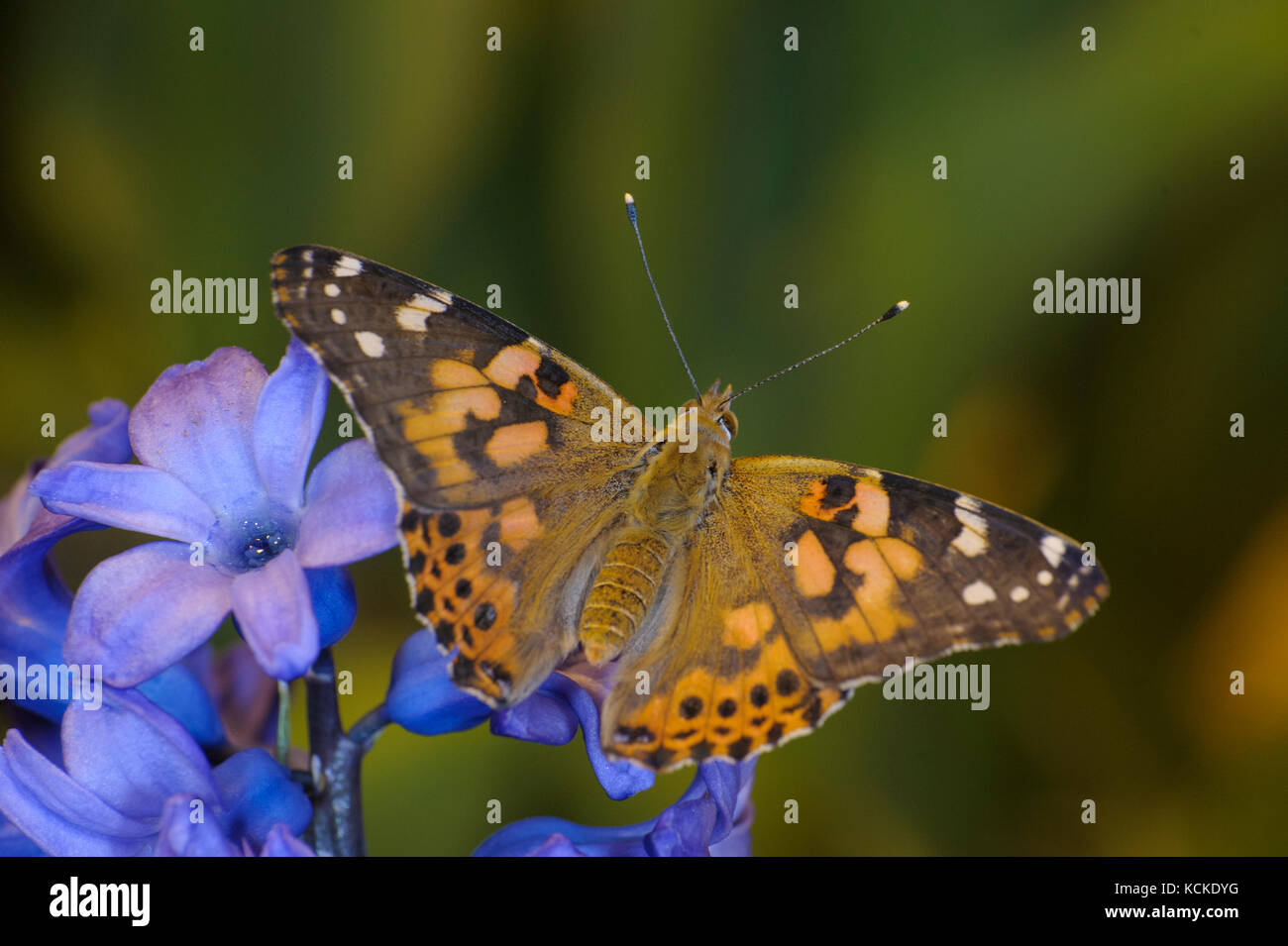 Painted Lady, Vanessa cardui, on hyacinth flower Stock Photo