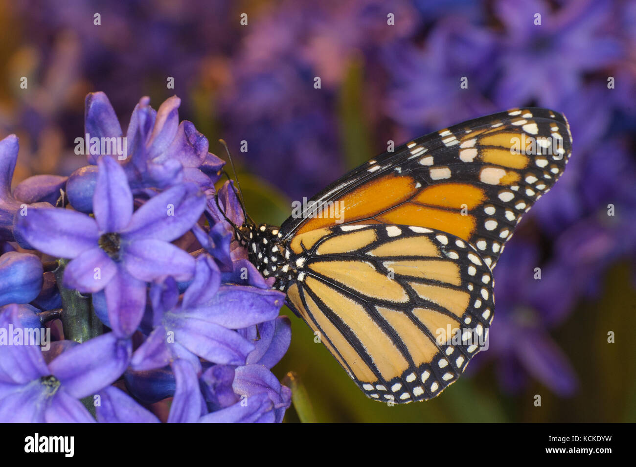 Monarch butterfly, Danaus plexippus, feeds on hyacinth blossom Stock Photo