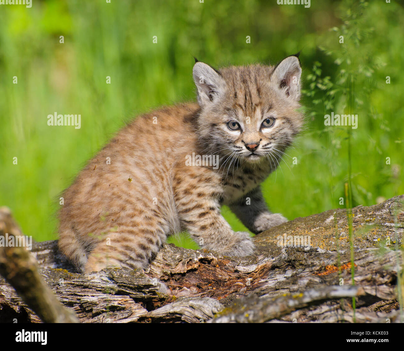 Bobcat kitten, Felis rufus, on log in spring, Montana, USA Stock Photo