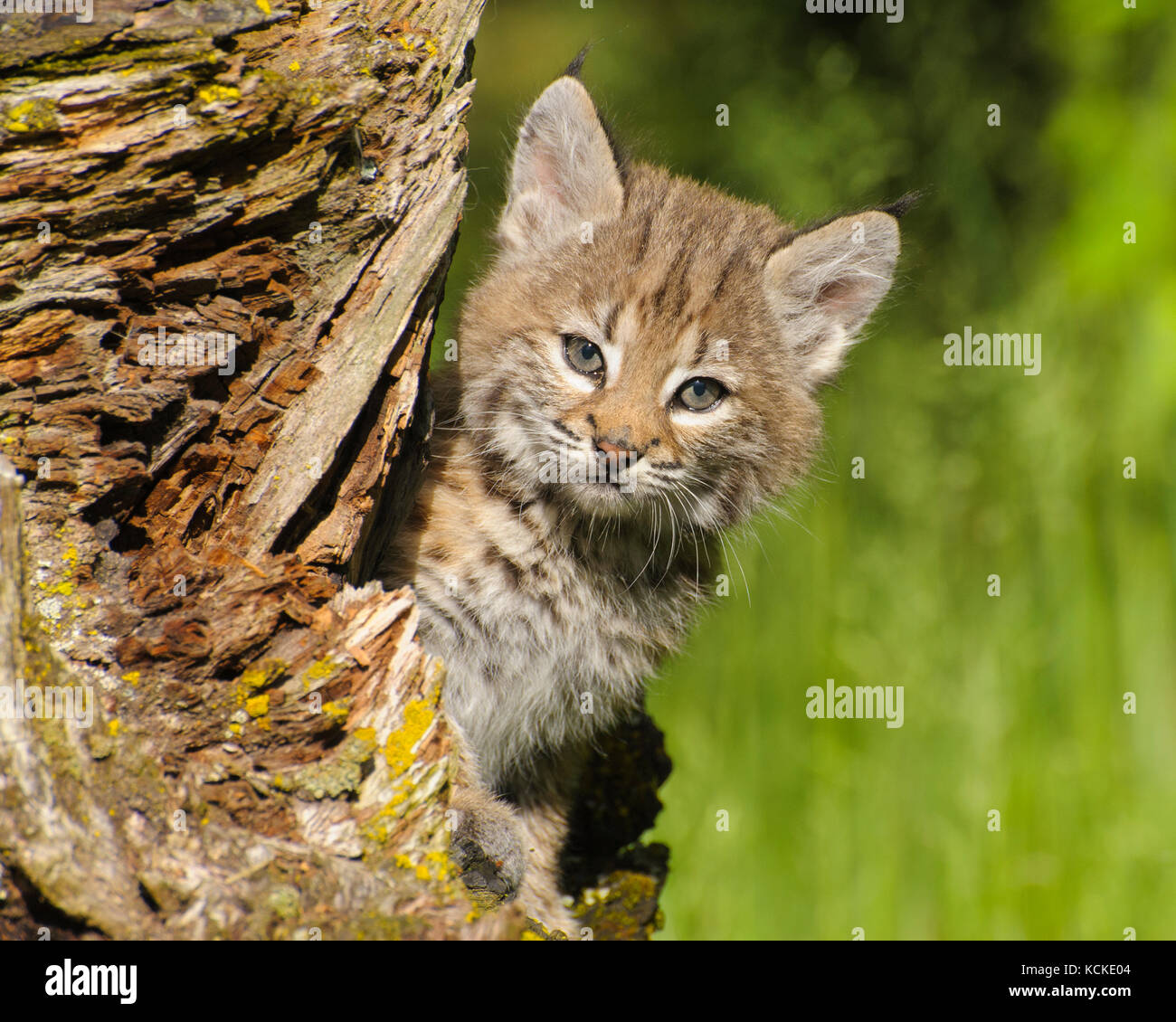 Bobcat Kitten Felis Rufus Peeks Out From Behind Log Spring Montana 