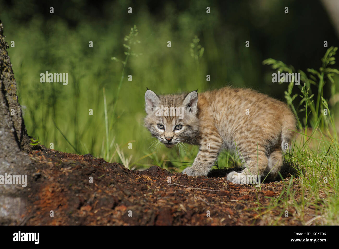 Bobcat kitten, Felis rufus, in forest clearing in spring, Montana, USA Stock Photo