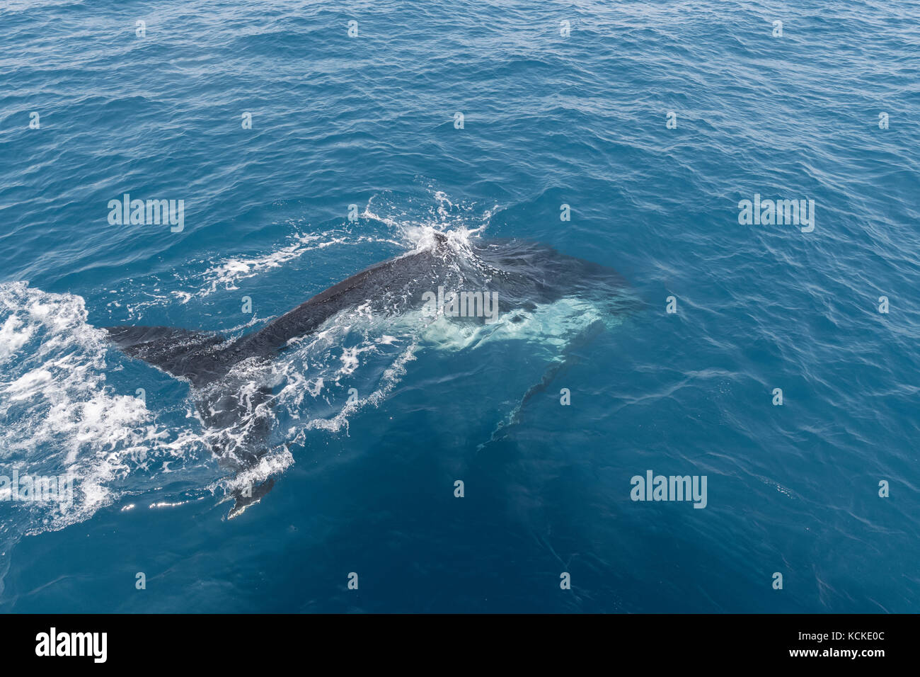 Humpback whales displaying there skills to the whale watchers at Hervey Bay, Queensland, Australia. Stock Photo