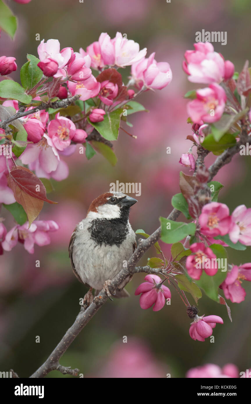 Male House Sparrow, Passer domesticus, in flowering crababpple tree, Warman, SK, Canada Stock Photo