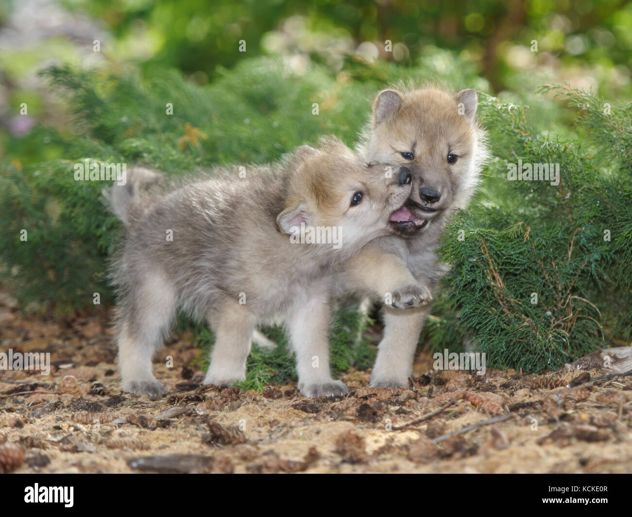 Arctic wolf pups, Canis lupus, playing together, Saskatchewan, Canada Stock Photo