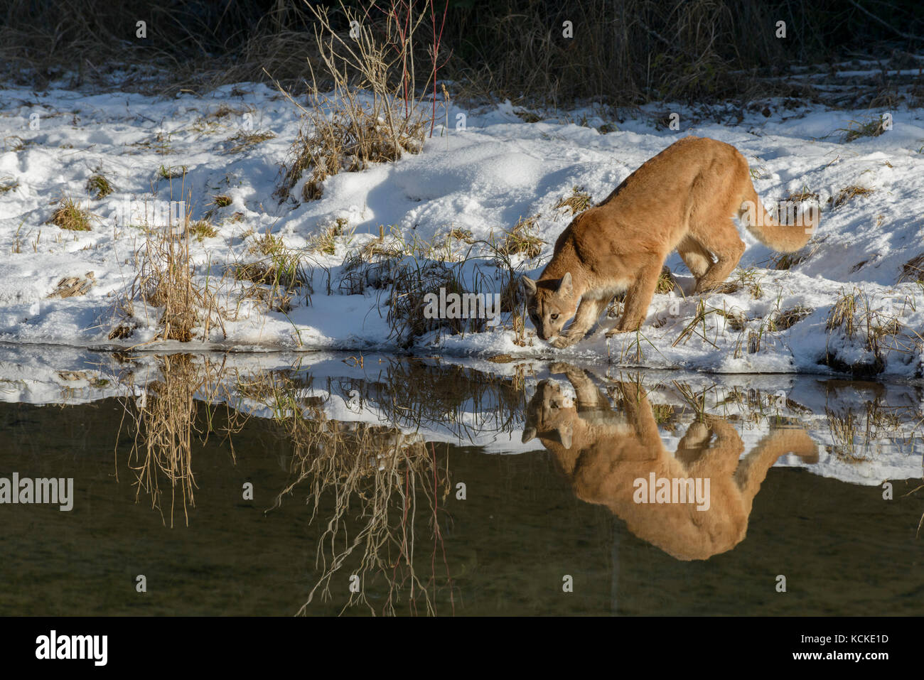 Cougar, Puma concolor, along pond edge in winter, Montana, USA Stock Photo