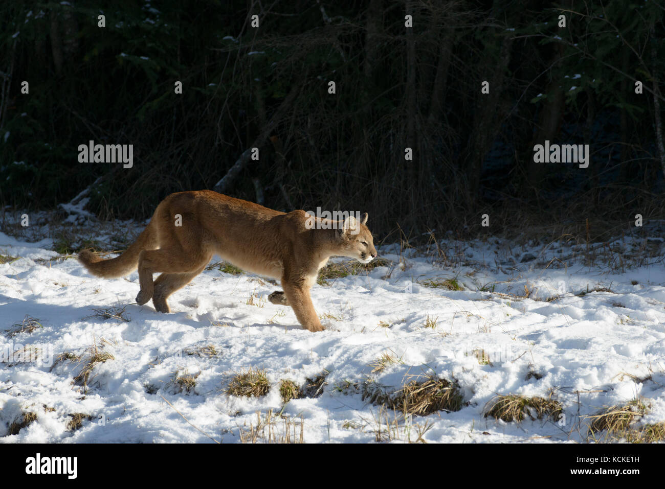 Cougar, Puma concolor, along forest edge in winter, Montana, USA Stock Photo