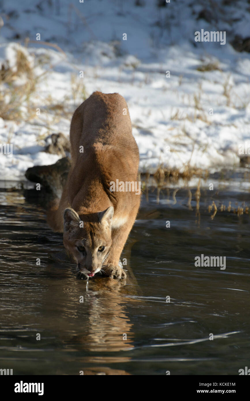 Cougar, Puma concolor, drinking at pond edge in winter, Montana, USA Stock Photo