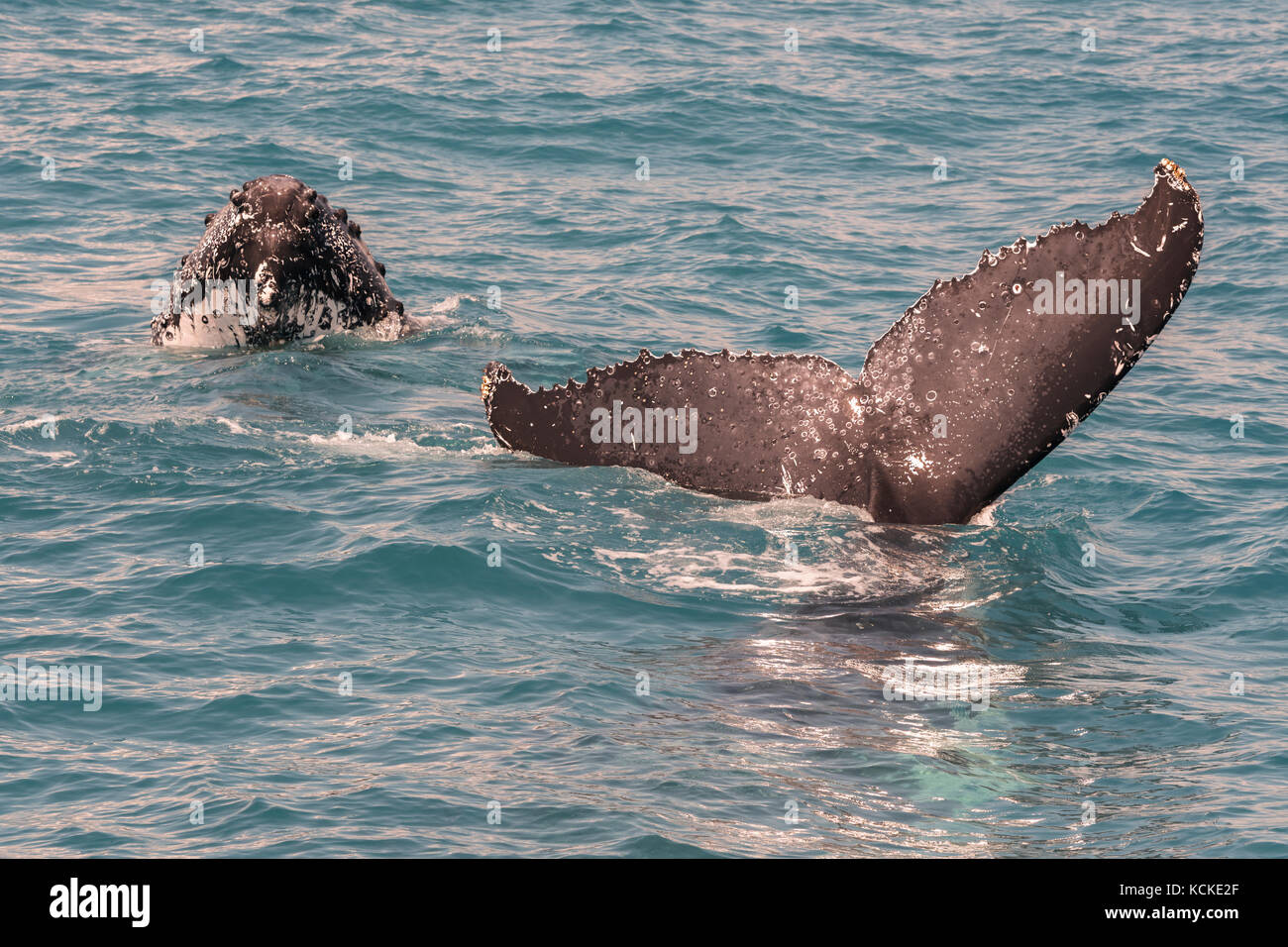 Humpback whales displaying there skills to the whale watchers at Hervey Bay, Queensland, Australia. Stock Photo