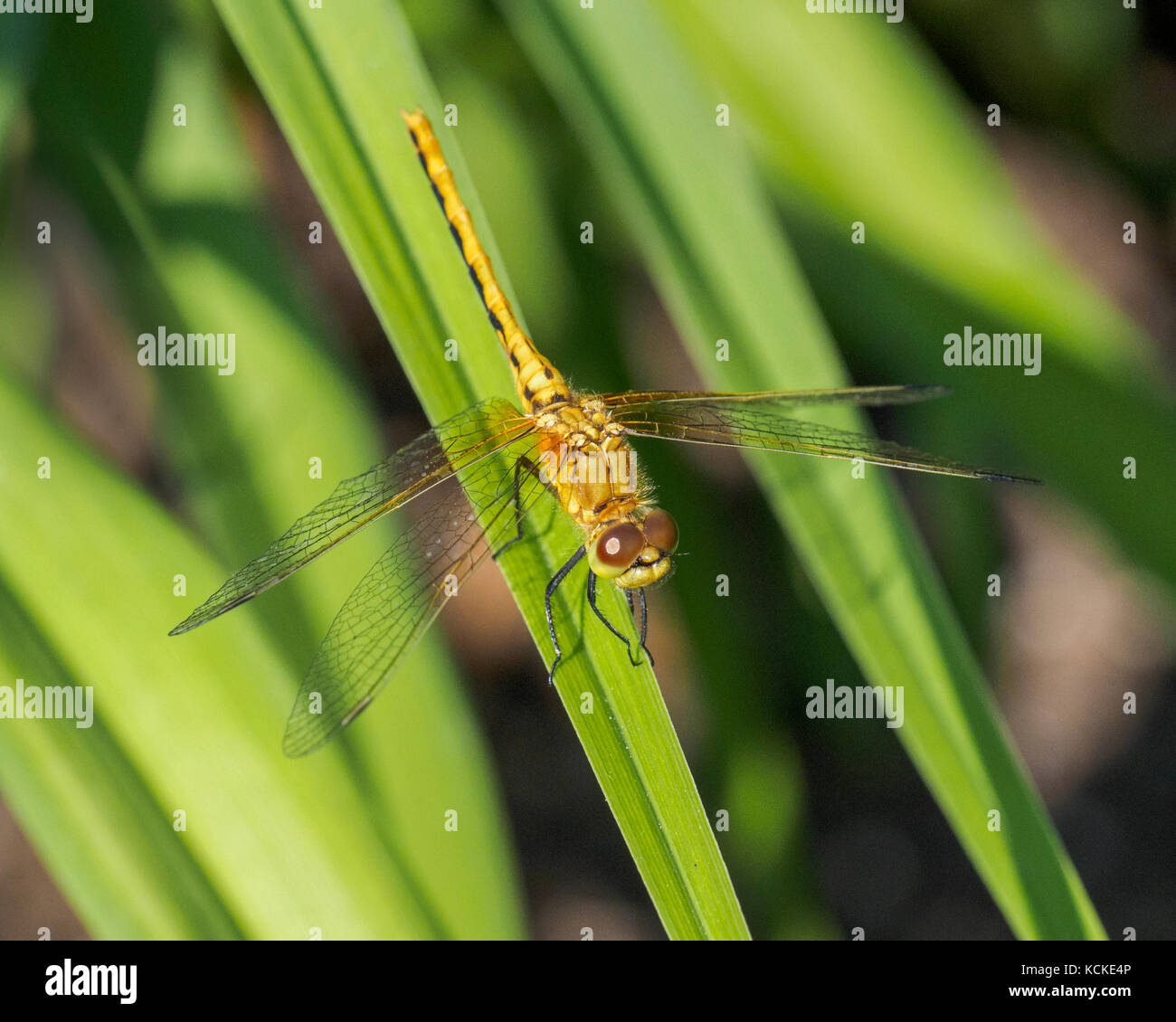 Dragonfly, Sympetrum obstrusum, Warman, Saskatchewan, Canada Stock Photo