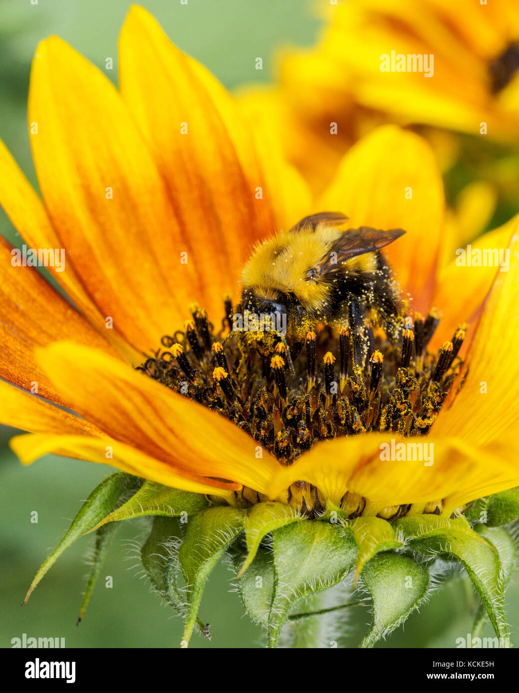 Bumble Bee, Bombus sp.,  on sunflower, Warman, Saskatchewan, Canada Stock Photo