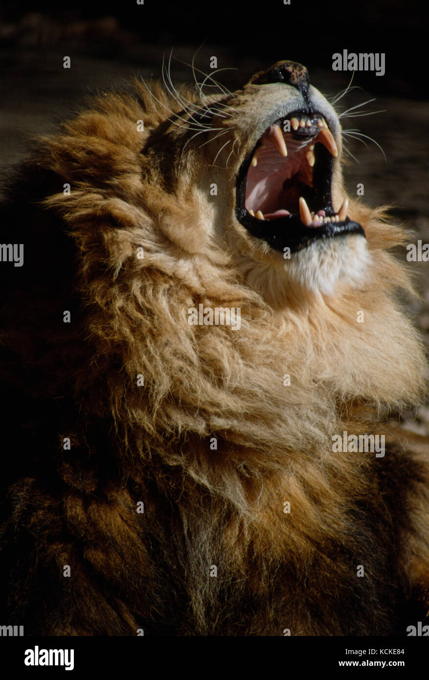 Male African Lion, Panthera leo, roaring Stock Photo