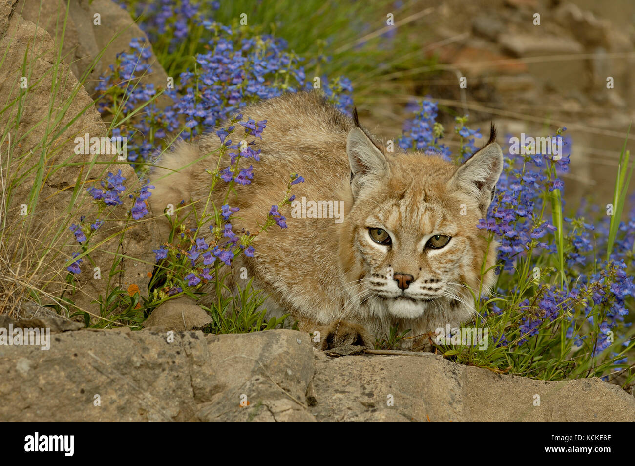 Bobcat, Felis rufus,  on rocky ledge with blue wildflowers, Montana, USA Stock Photo