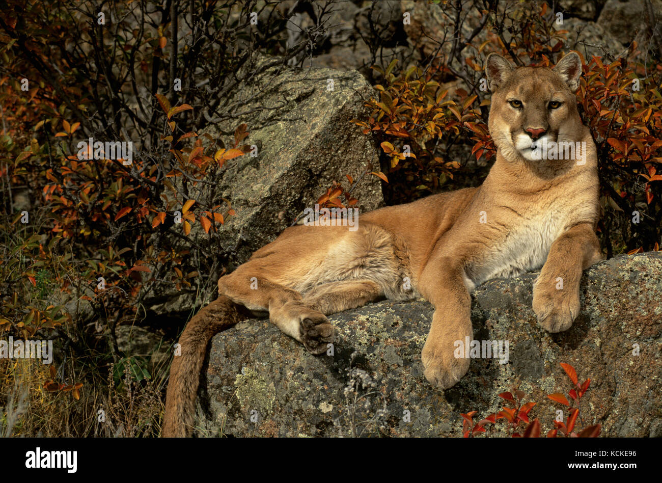 Cougar, Puma concolor, rests on rocks among autumn foliage, Montana, USA Stock Photo