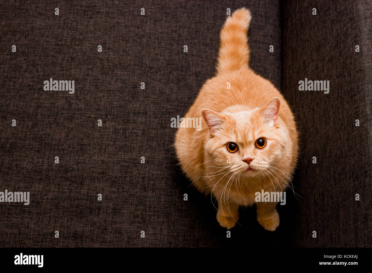 Adorable red cat Stock Photo - Alamy