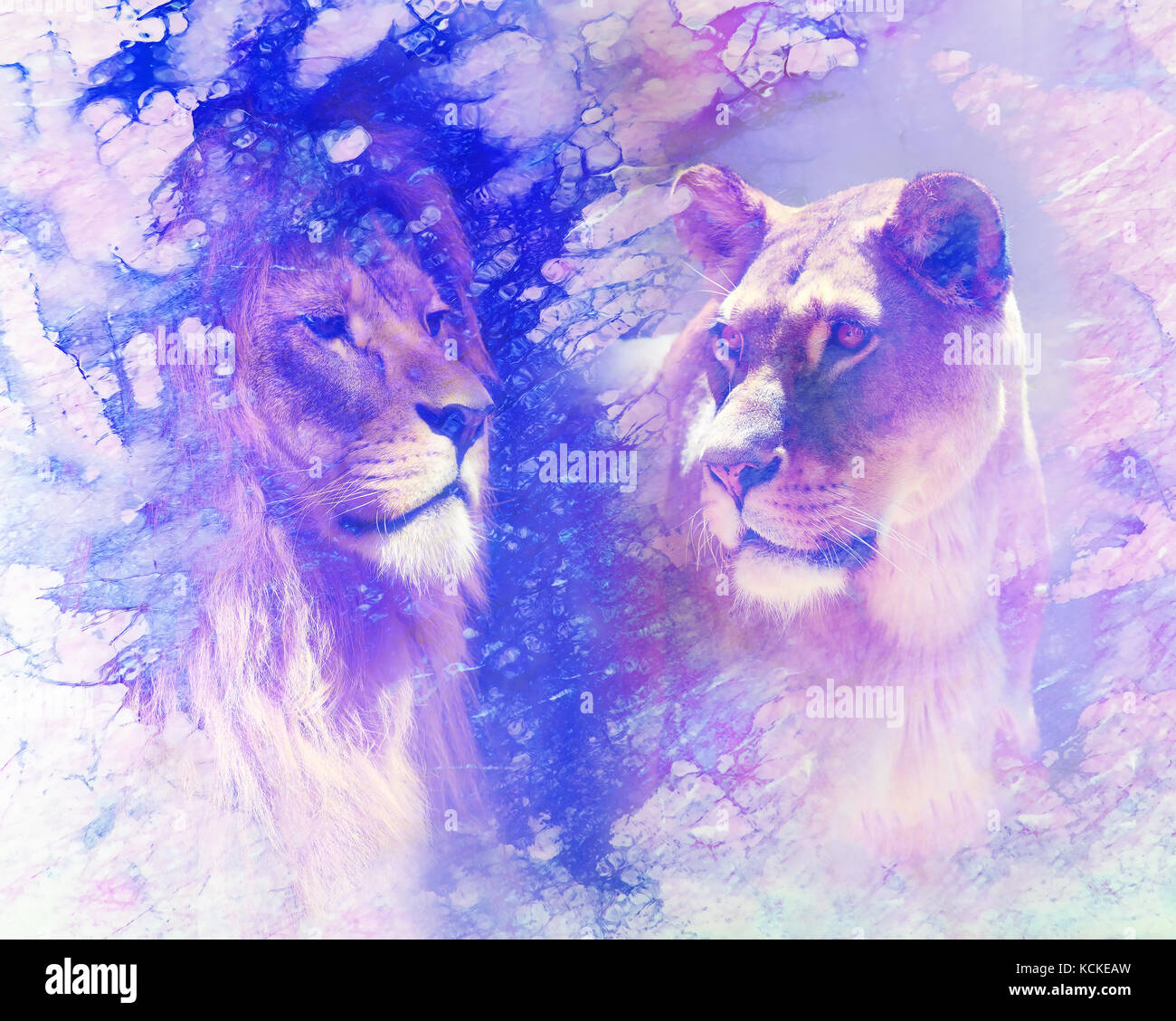 lion and lioness wallpaper