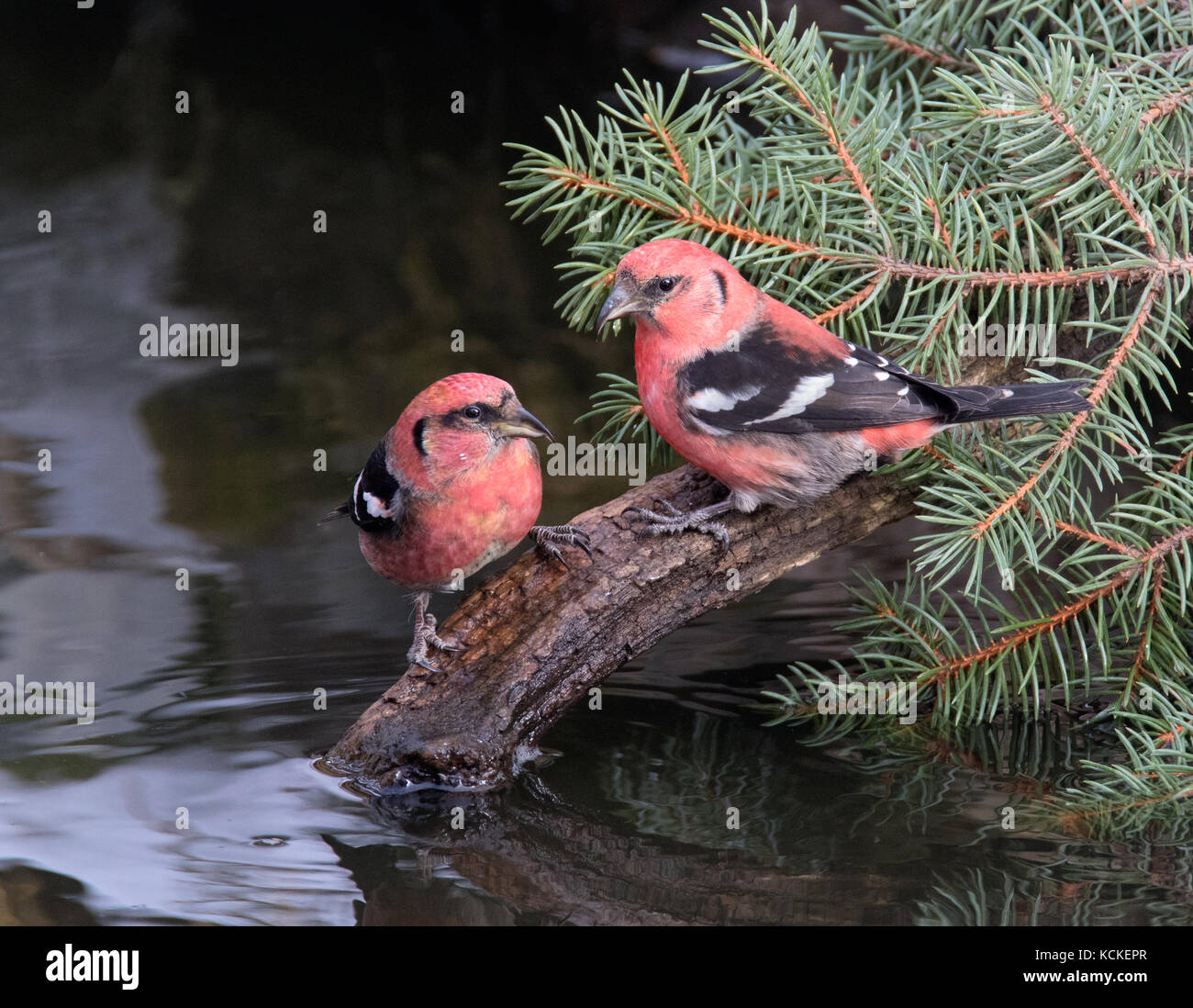 Two male White-winged Crossbills, Loxia leucoptera, perched at a pond in Saskatoon, Saskatchewan Stock Photo