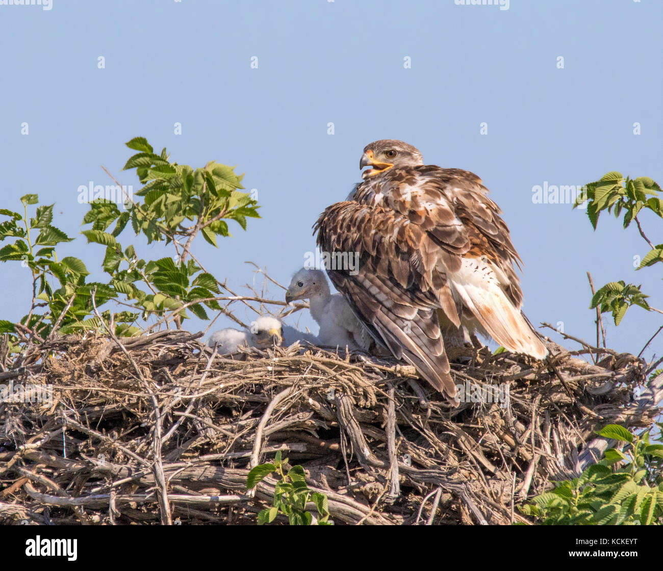 A Ferruginous Hawk, Buteo regalis, sat on the nest with her babies,  near Eastend, Saskatchewan, Canada Stock Photo
