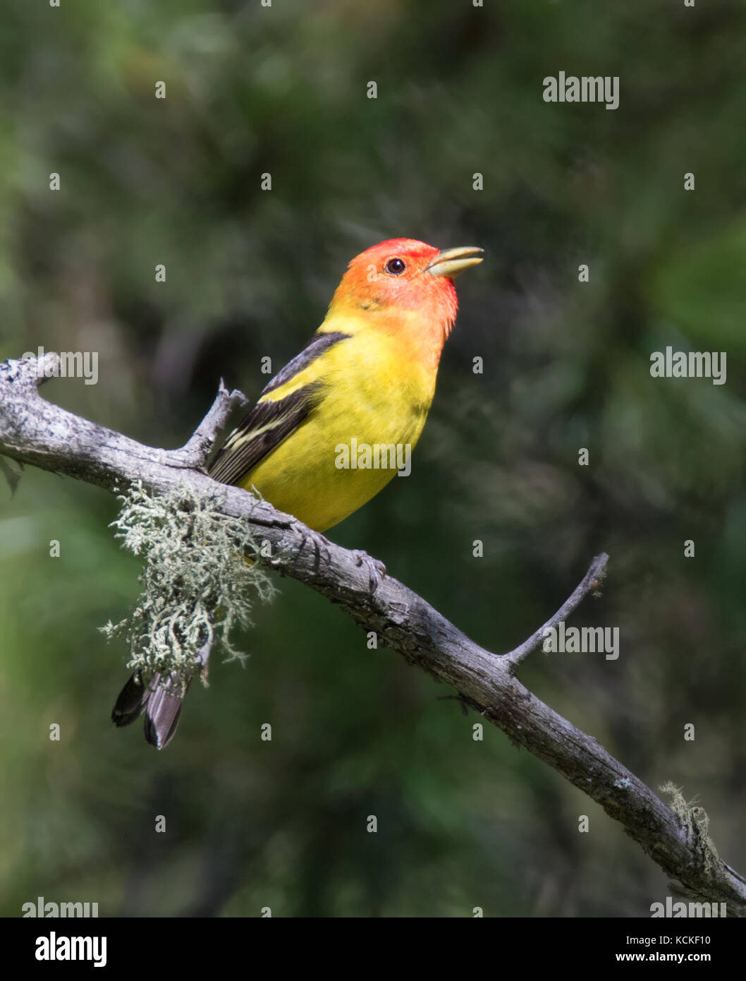 Western Tanager male, Piranga ludoviciana, - perched in the woods at Cypress Hills Interprovincial Park, Saskatchewan. Stock Photo