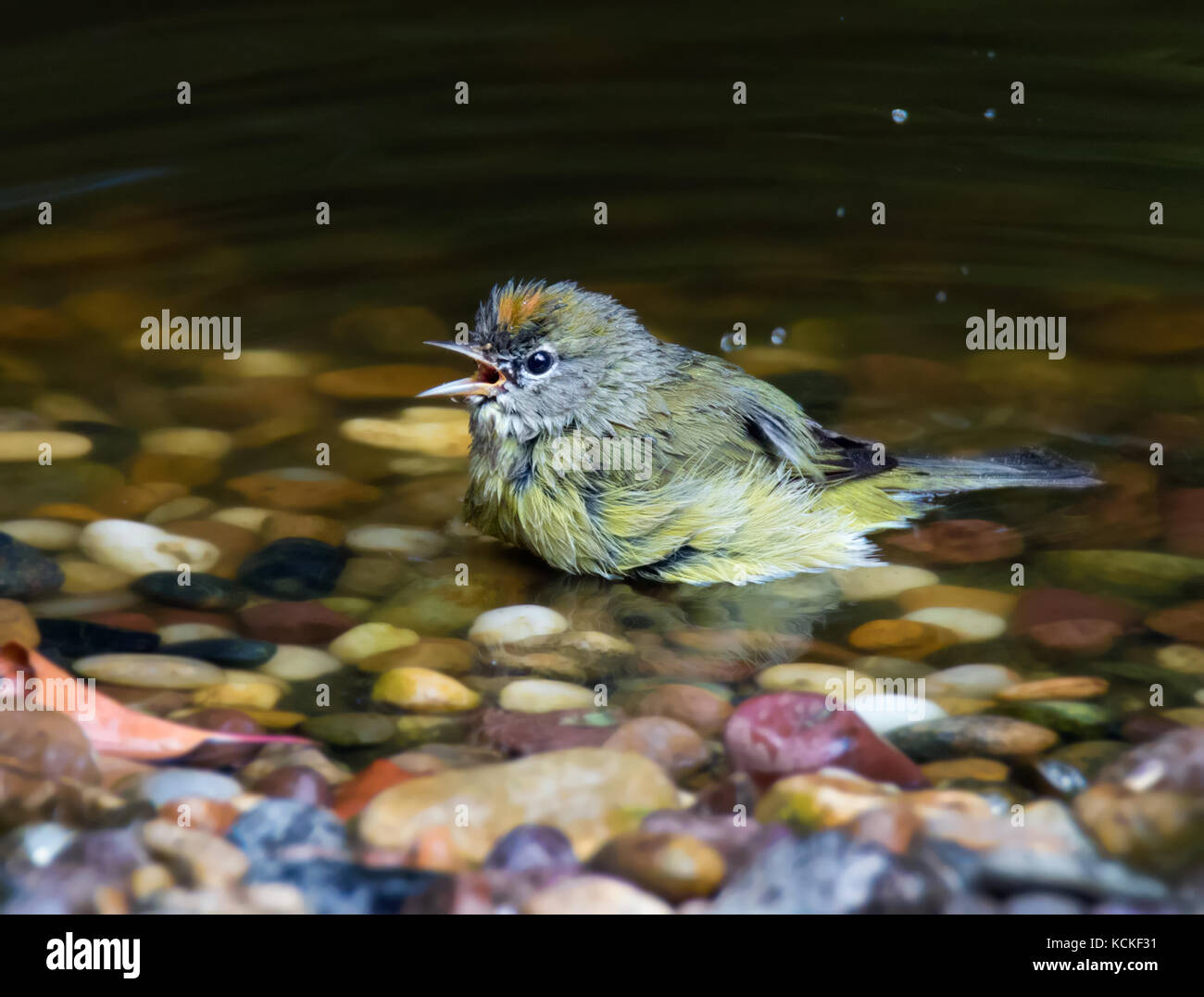An Orange-crowned Warbler, Oreothlypis celata, shows off its crown while bathing in a pond, in Saskatoon, Saskatchewan, Canada Stock Photo