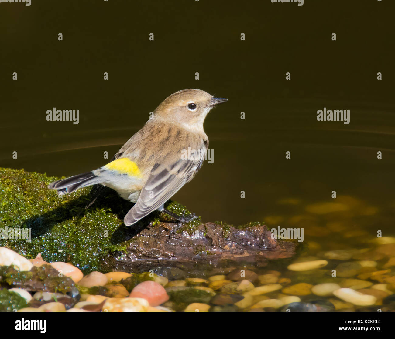 A Myrtle race Yellow-rumped Warbler, Setophaga coronata, in Fall plumage, perched on a mossy log at a pond in  Saskatoon, Saskatchewan, Canada Stock Photo