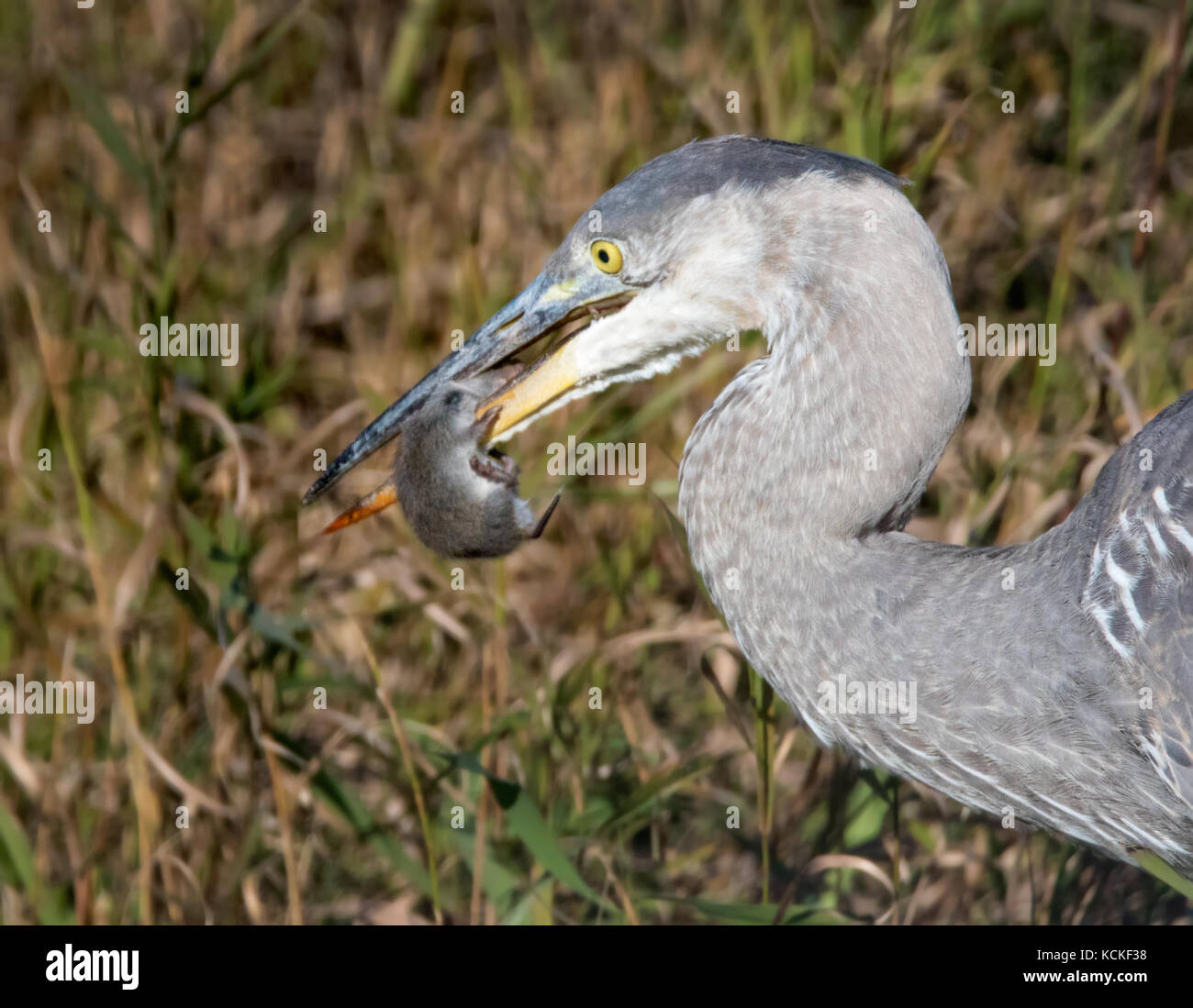 A Great Blue Heron (Ardea herodias) feasting on a vole by the side of a road in Alberta , Canada Stock Photo