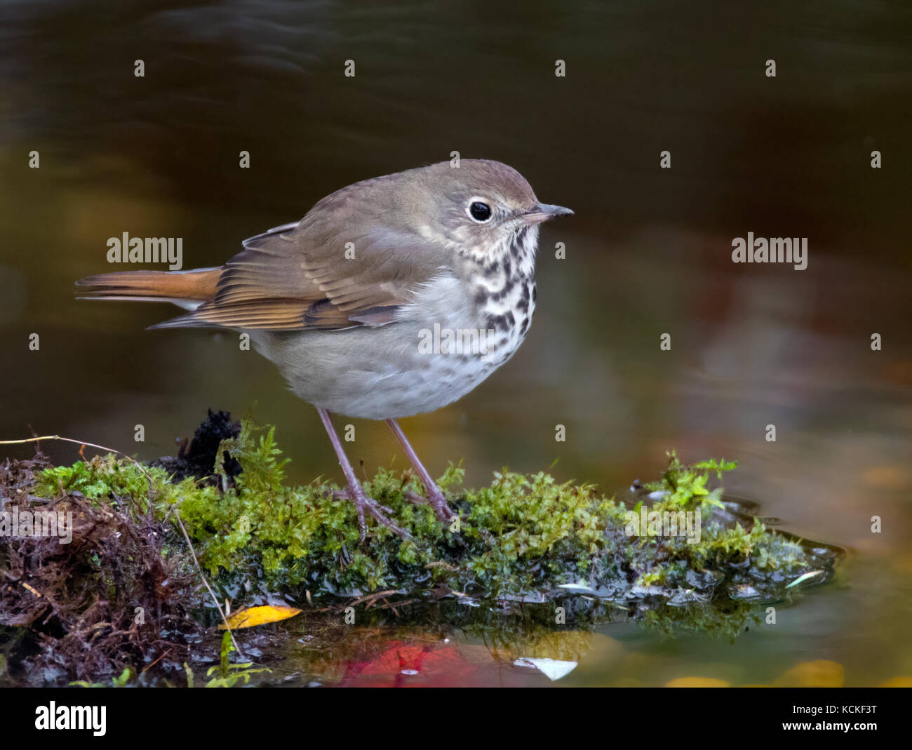 A Hermit Thrush (Catharus guttatus), perched at a mossy pond in Saskatoon, Saskatchewan, Canada Stock Photo