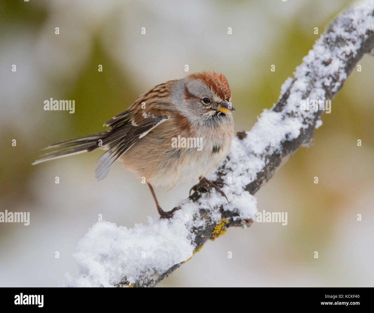 An American Tree Sparrow, Spizella arborea, perched on a log after a snowfall in Autumn, in Saskatoon, Saskatchewan, Canada Stock Photo