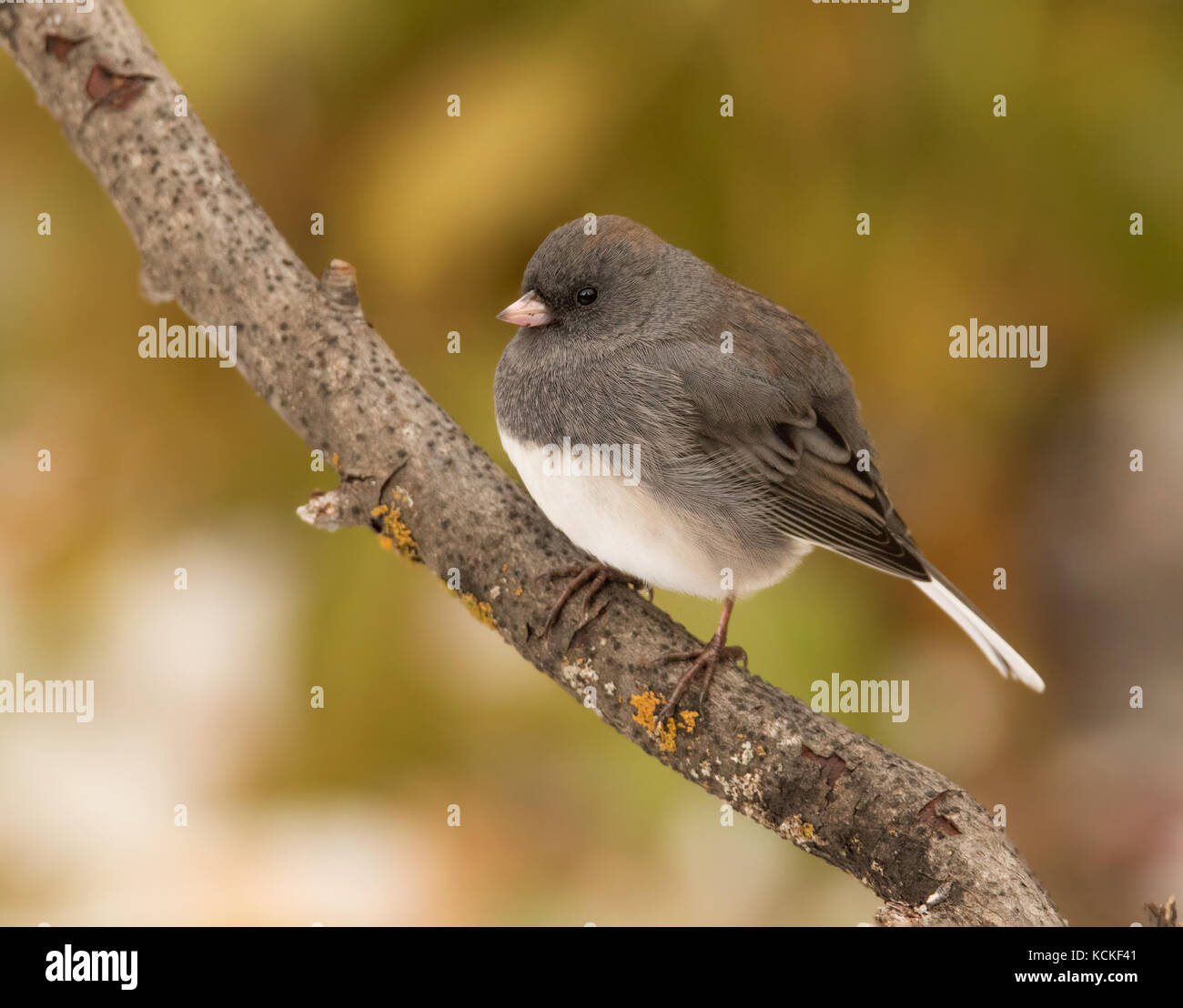 A female Slate-colored Junco, Junco hyemalis, perched on a branch in the autumn in Saskatchewan, Canada Stock Photo