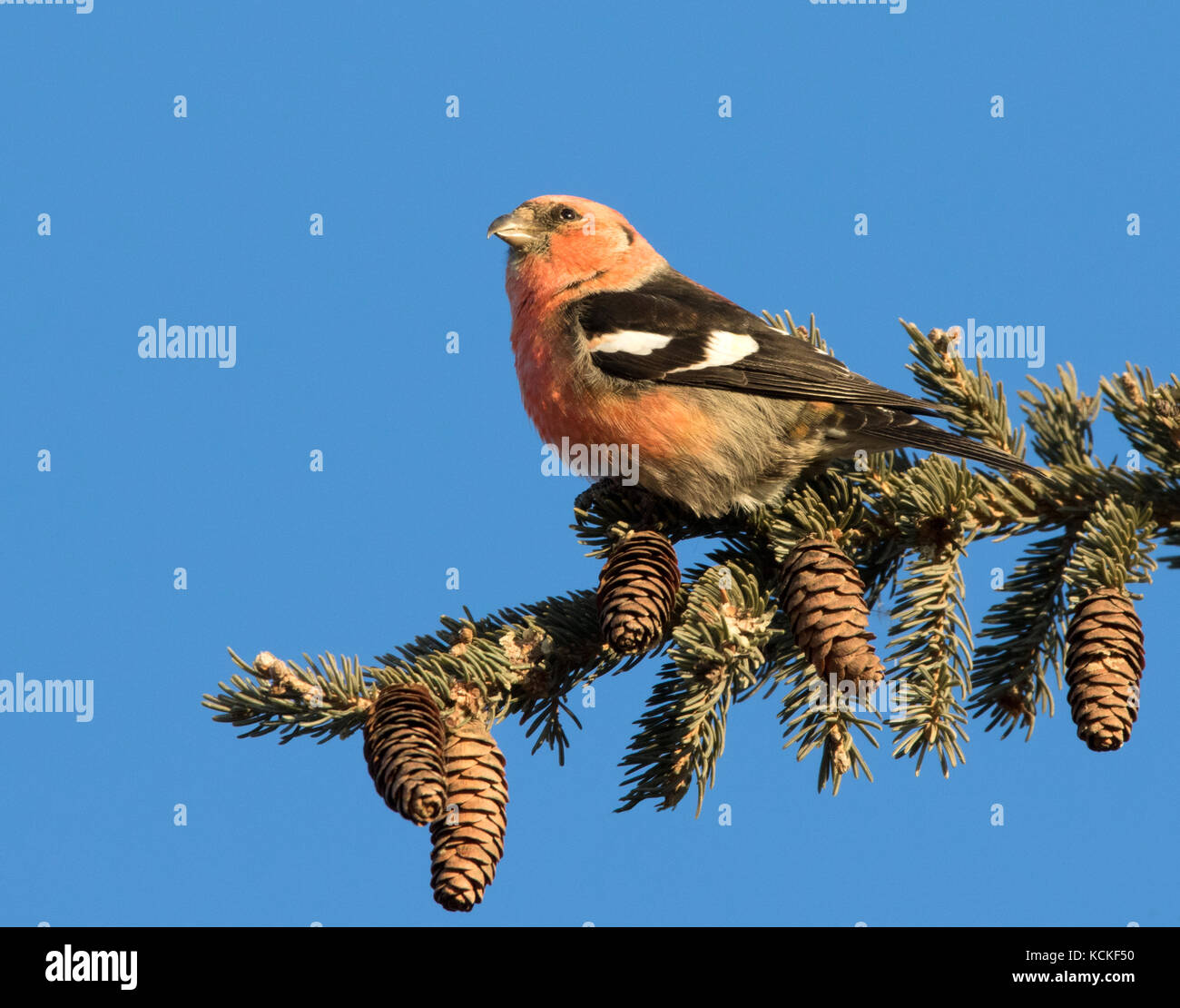 A male White-winged Crossbill, Loxia leucoptera, perched atop a spruce tree in Warman, Saskatchewan Stock Photo