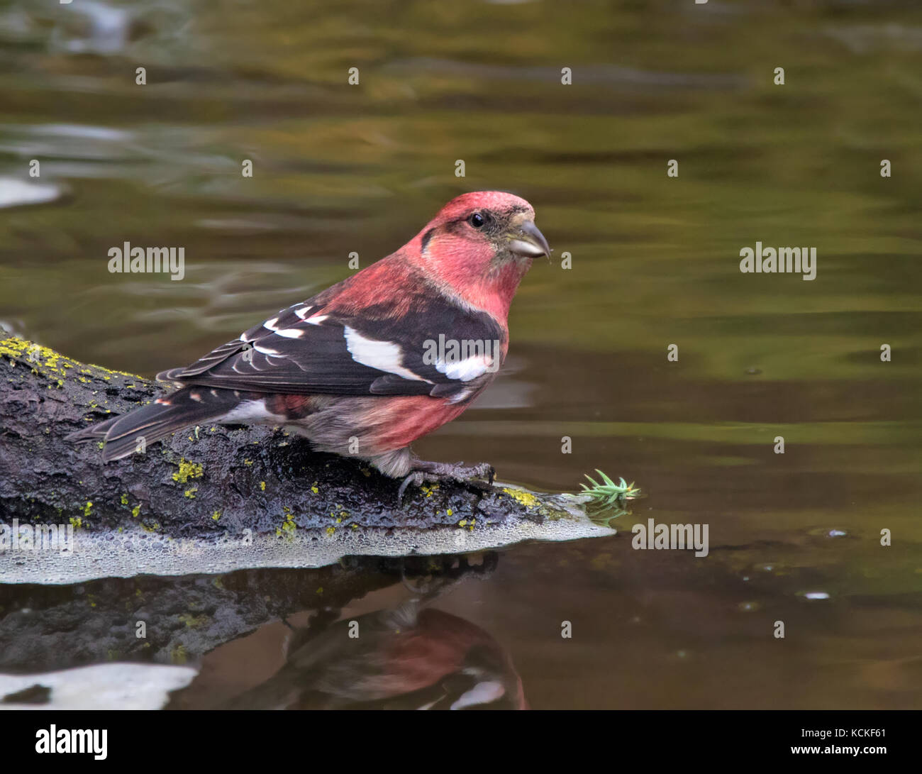 A male White-winged Crossbill, Loxia leucoptera, perched by a backyard pond in Saskatoon, Saskatchewan Stock Photo