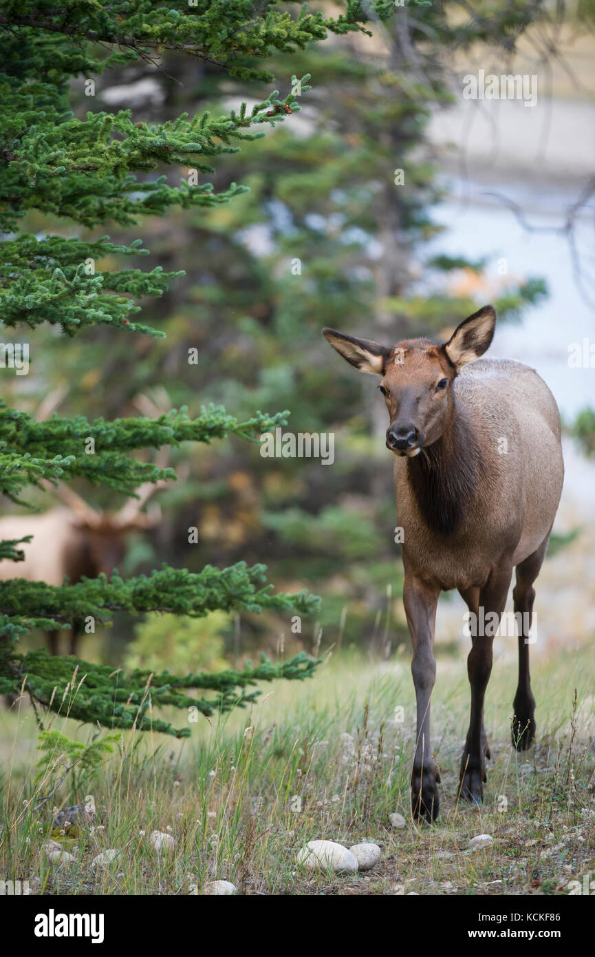 Female Elk, Cervus canadensis nelsoni, Rocky Mountains, Alberta, Canada